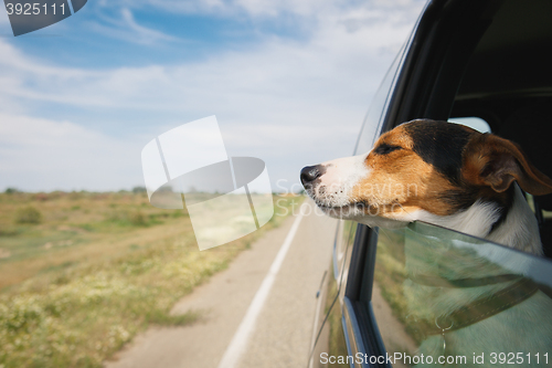 Image of the dog rides in the car