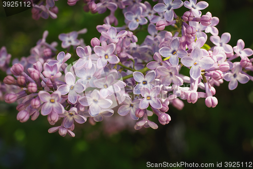 Image of Branch with spring lilac flowers