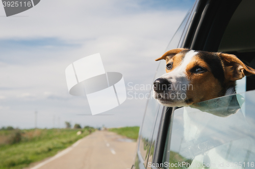 Image of the dog rides in the car