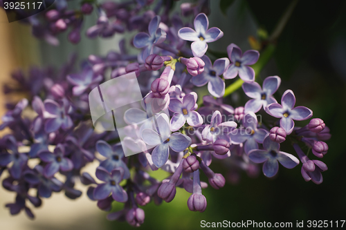 Image of Branch with spring lilac flowers