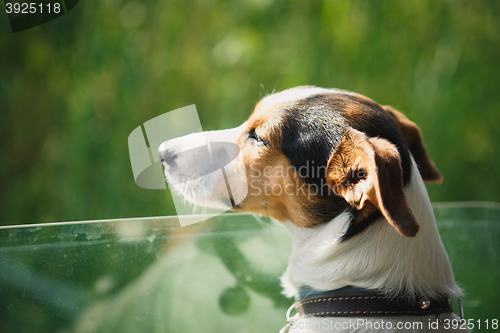 Image of the dog rides in the car