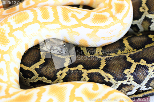 Image of albino and normal snake