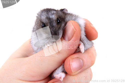 Image of dzungarian hamster in human hands