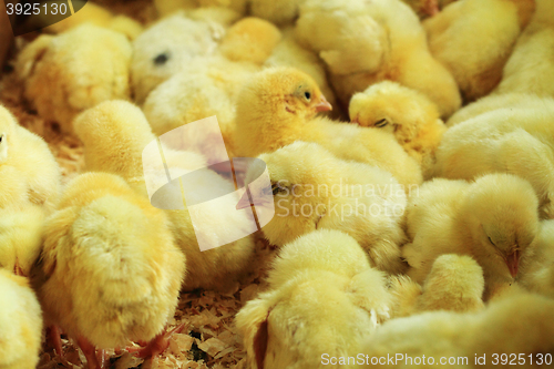 Image of small yellow chickens