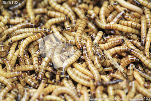 Image of fresh living worms