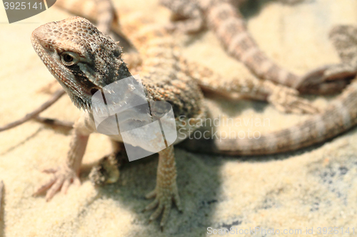Image of agama lizard in the sand
