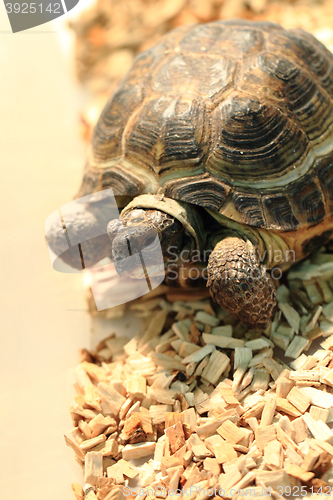 Image of small turtle pet