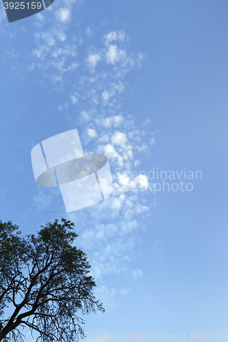 Image of blue sky and a tree