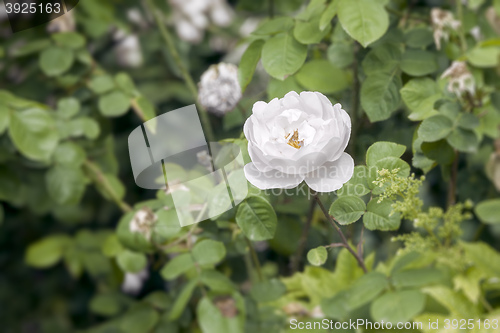 Image of white wild rose