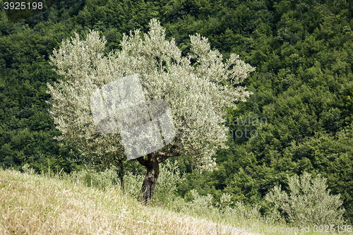 Image of old olive tree