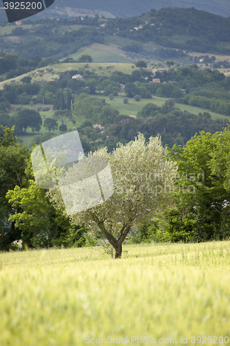 Image of young olive tree