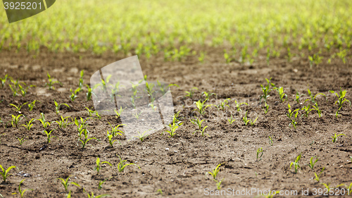 Image of small corn plants field