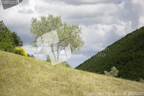 Image of young olive tree