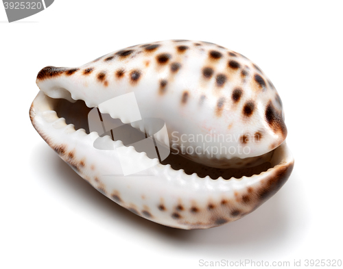 Image of Shell of Cypraea tigris on white