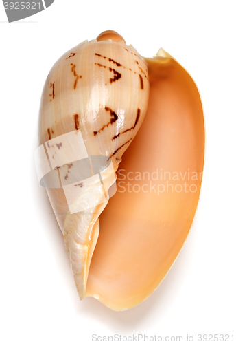 Image of Seashell of Cymbiola