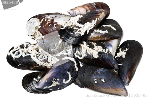 Image of Shells of mussels