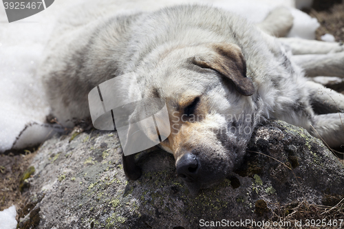 Image of Homeless dog sleeps on stone