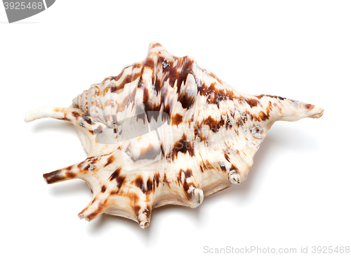 Image of Lambis tiger shell