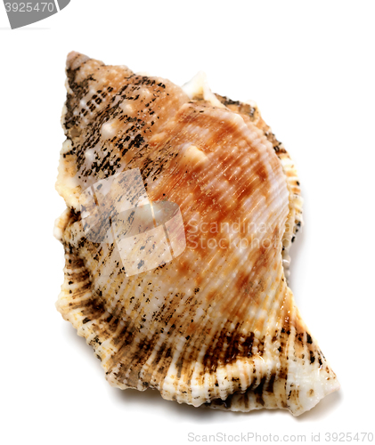 Image of Shell of Bursa bubo (frog snail)