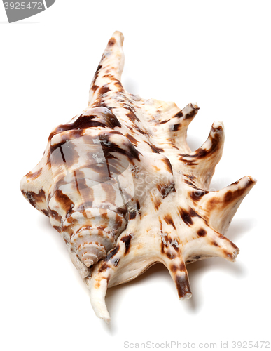 Image of Lambis tiger shell on white