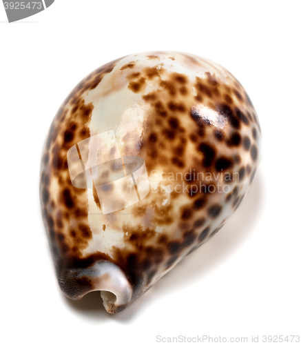 Image of Shell of Cypraea tigris