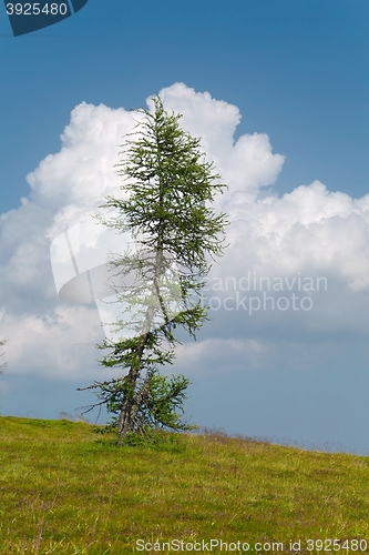 Image of Pine tree on a hill