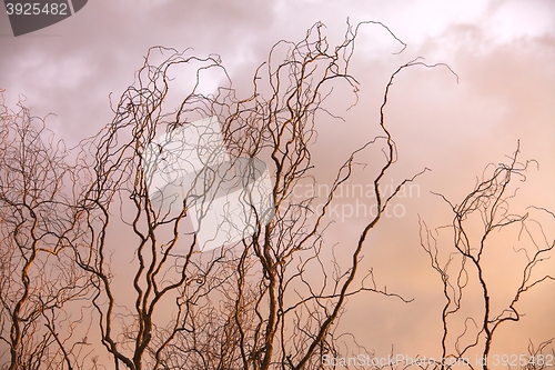 Image of Bare tree branches