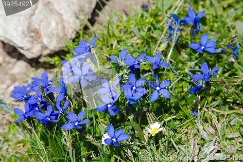 Image of Small Alpine Flower