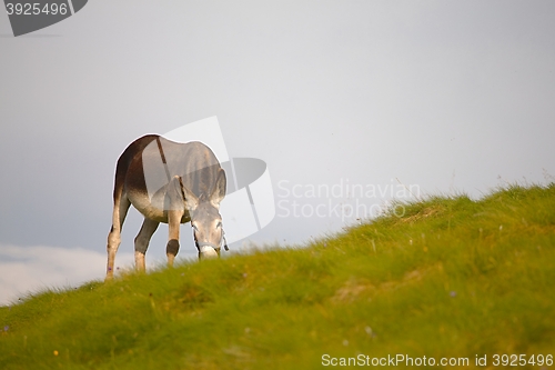 Image of Grazing Donkey i