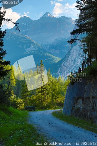 Image of Forest walking route