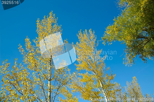 Image of Autumn tree tops