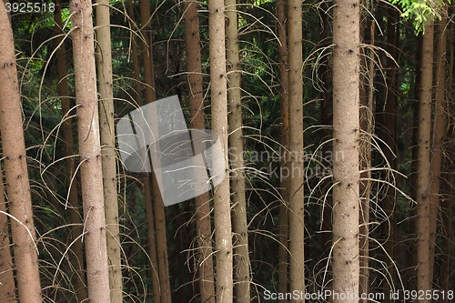 Image of Forest tree trunks