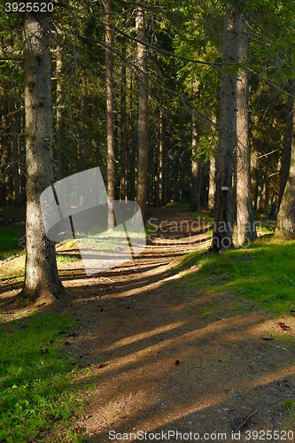 Image of Forest walking route