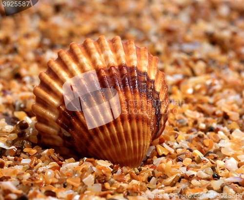 Image of Seashell on sand in sun day