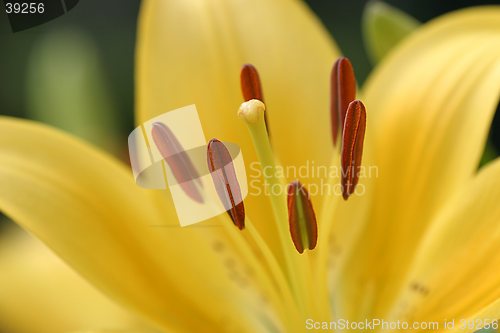 Image of Yellow lilly