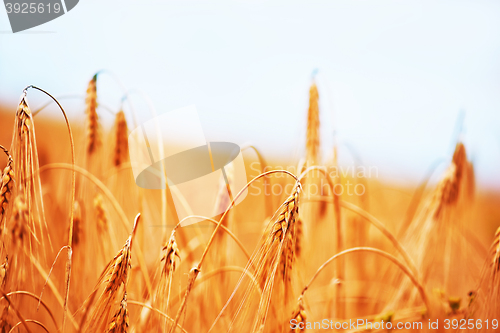 Image of wheat