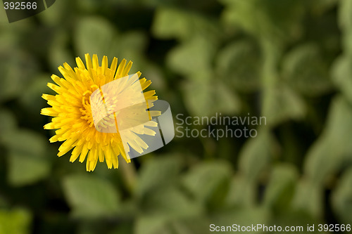 Image of Bright dandelion flower with copy-space