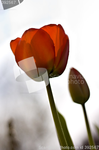 Image of Two red tulips with shallow depth of field