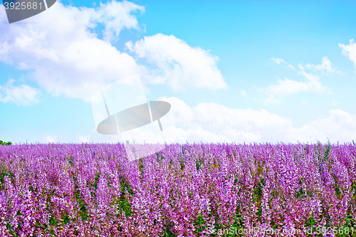 Image of flowers in field