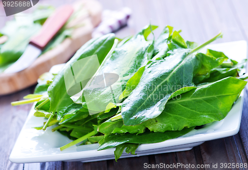 Image of fresh sorrel