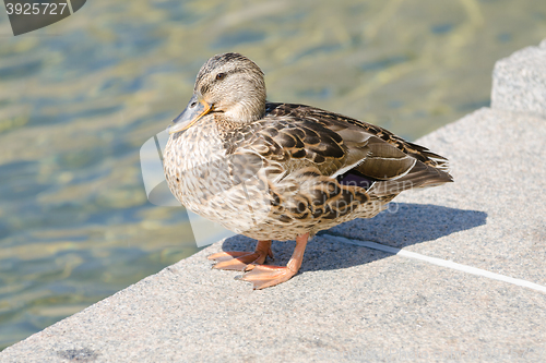 Image of Gray duck on the edge of an artificial pond