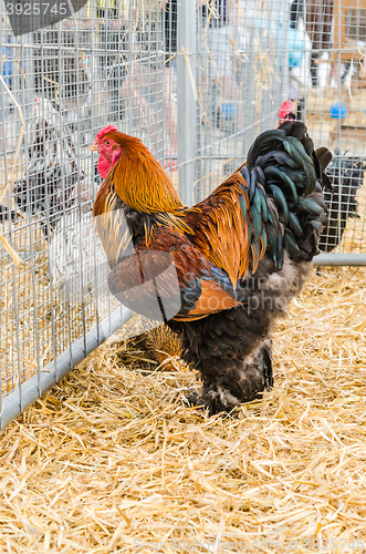 Image of Big beautiful purebred rooster on a farm, close-up