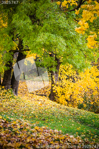 Image of Beautiful park in it is yellow green shades of foliage