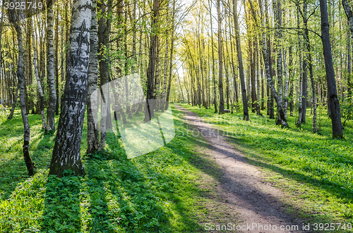 Image of Alley shined by solar beams in spring park