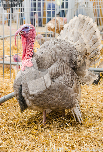 Image of Big beautiful turkey on a farm, close-up