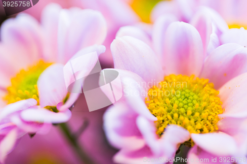 Image of close up of beautiful pink chrysanthemum flowers