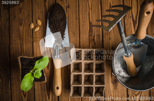 Image of Still-life with sprouts and the garden tool, the top view