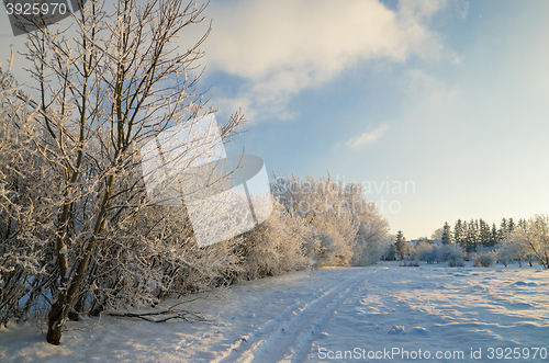 Image of trees covered with hoarfrost against the blue sky