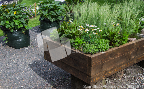 Image of Plants and vegetables grown in a wooden box, close up