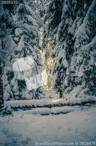 Image of Winter snow covered trees. Winter wonderland